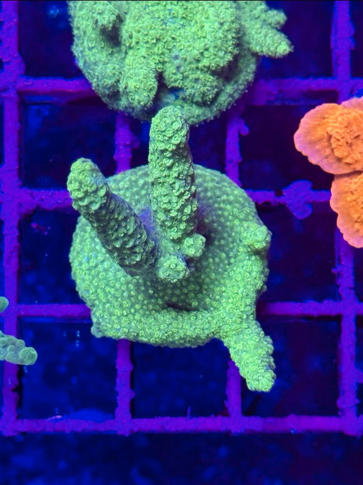 ACRÓPORA spp. VERDE S01
