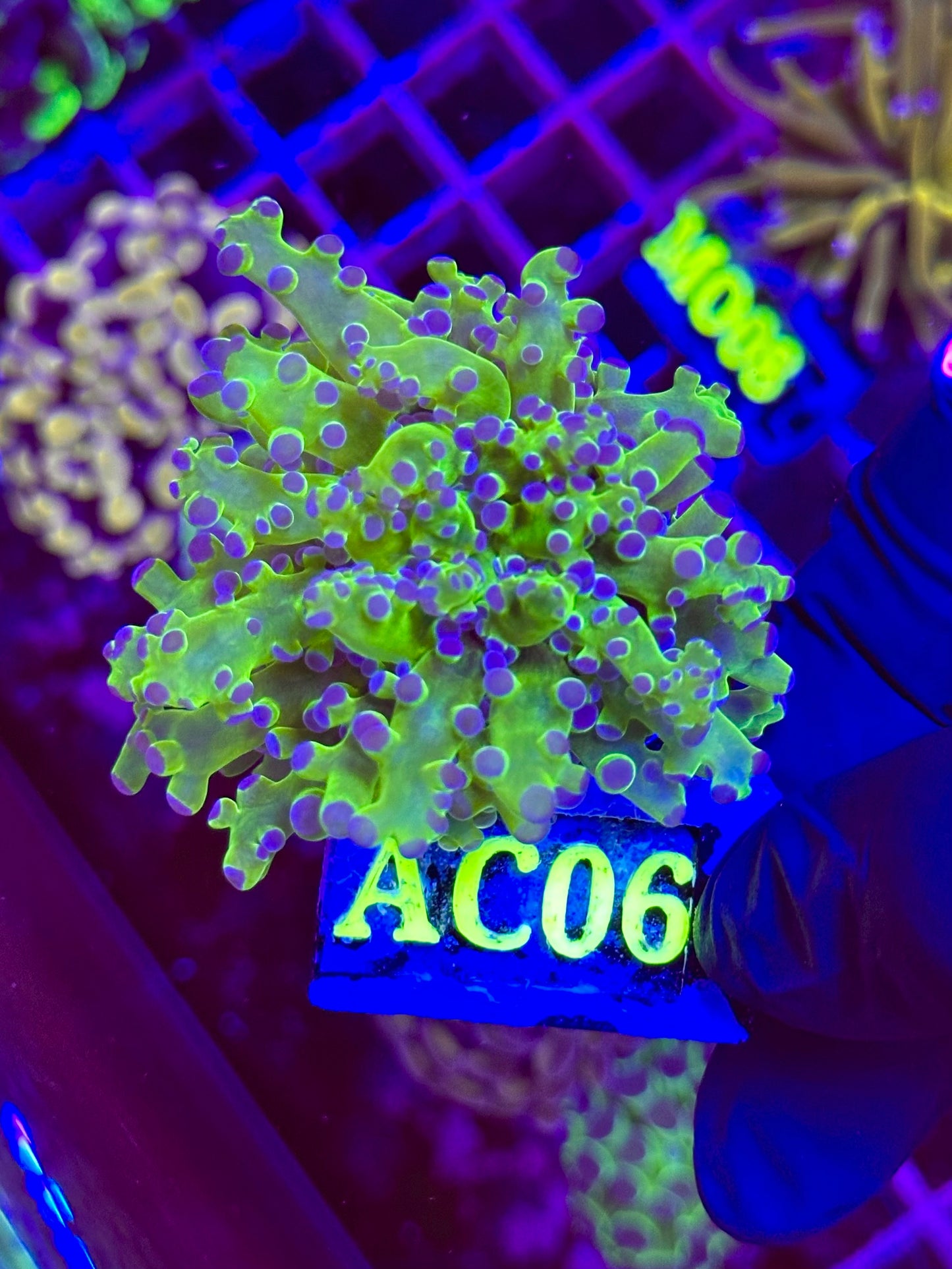 Euphyllia Paradivisa VERDE/MORADA