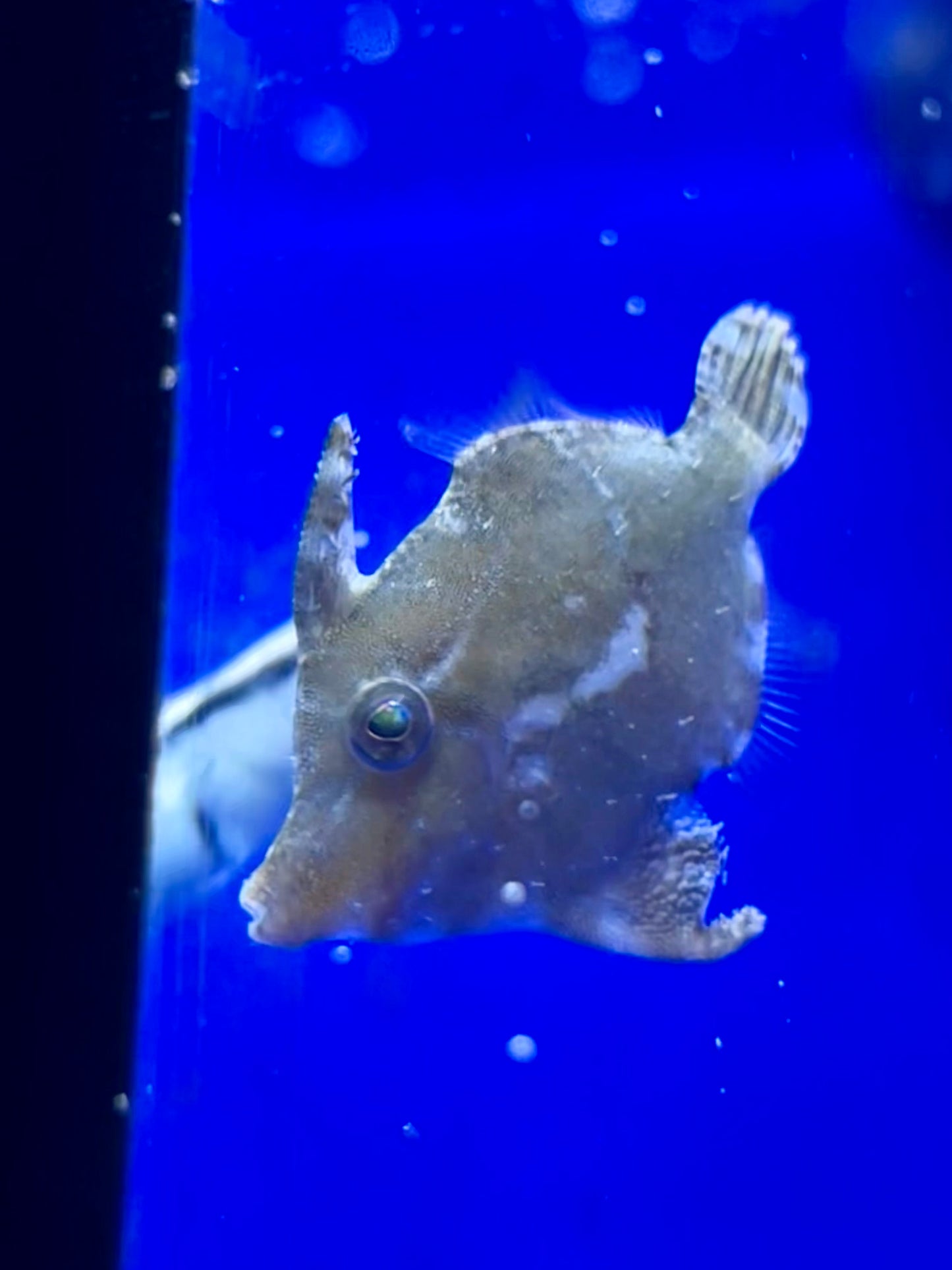 Pez lima come aiptasias - Acreichthys tormentosus