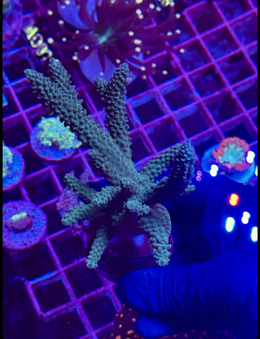 Acropora válida "JOKER"