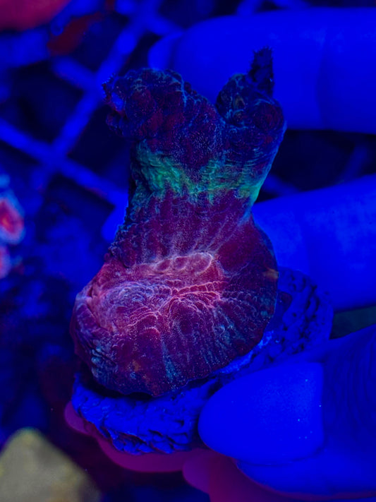 Pectinia sp.
