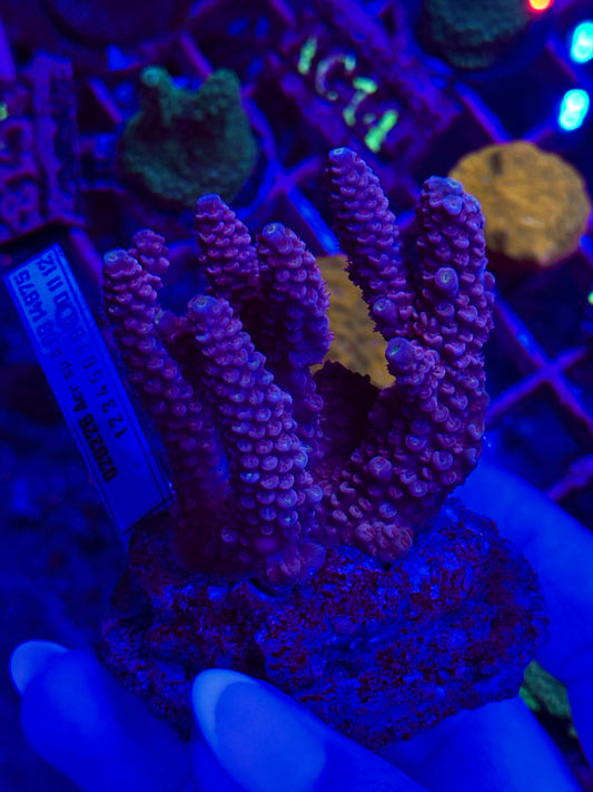 Acropora spp. WYSIWYG 012