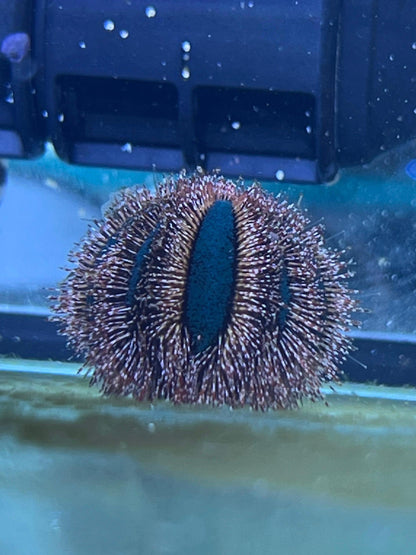 Mespilia globulus (Erizo de púas cortas o Erizo globo)