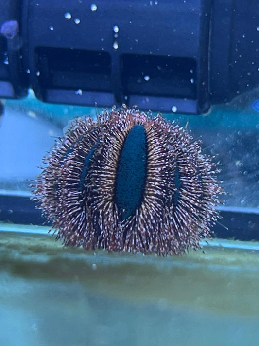 Mespilia globulus (Erizo de púas cortas o Erizo globo)