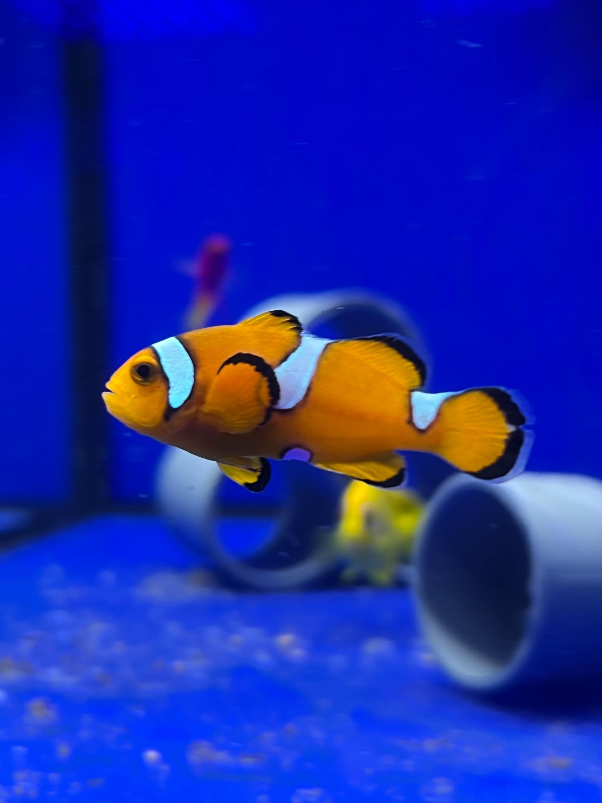 Ocellaris MISBAR - CoralMastery | PECES
