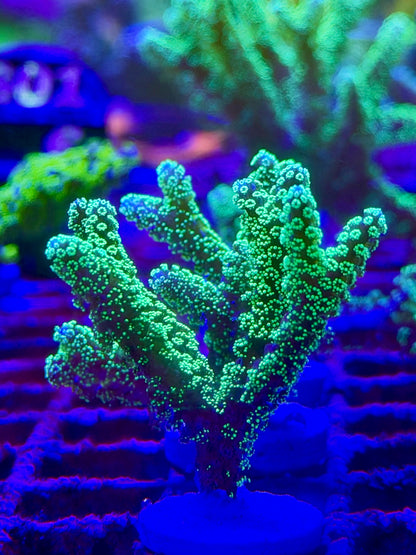 Seriatopora caliendrum Verde Flúor