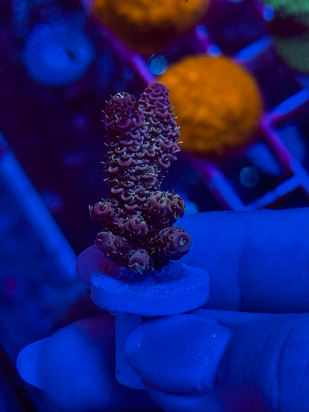 Acropora spathulata “Pink & Blue”