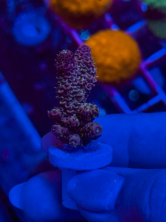 Acropora spathulata “Pink & Blue”