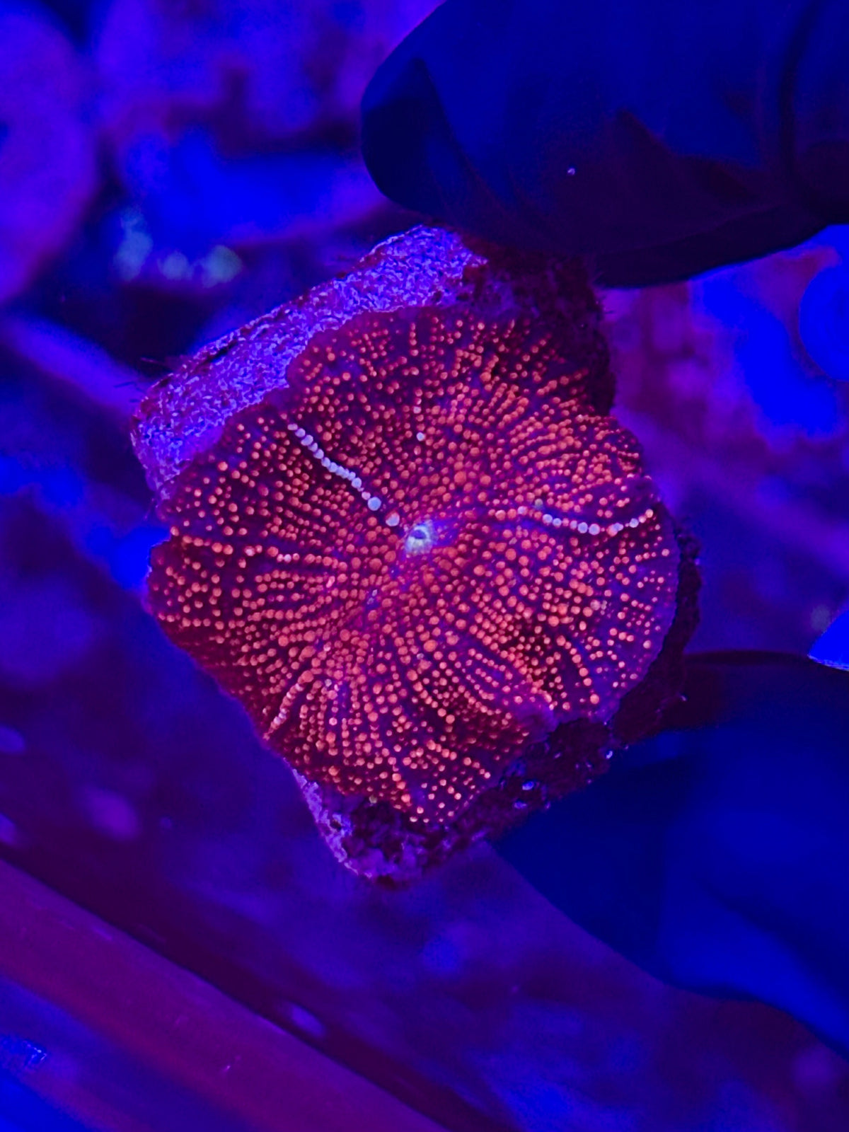 Discosoma RED - PREMIUM