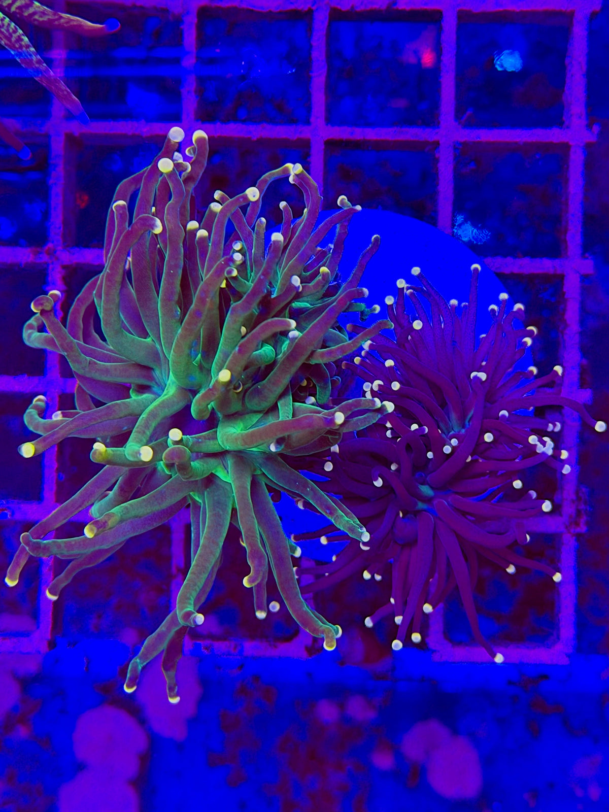 DUO PIEZAS Euphyllia GLABRESCENS PREMIUM