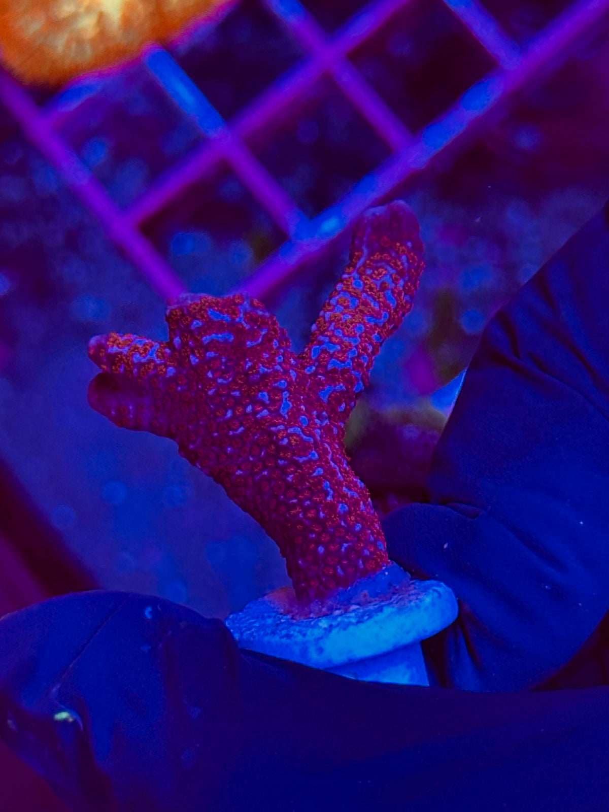 Montipora digitata ROJA