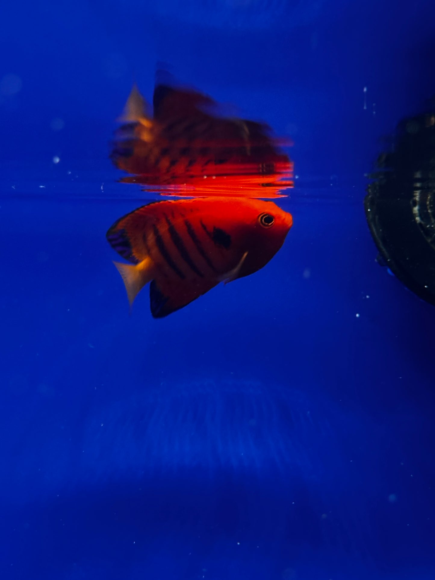 Centropyge loriculus (Pez ángel enano llama) - CoralMastery | PECES