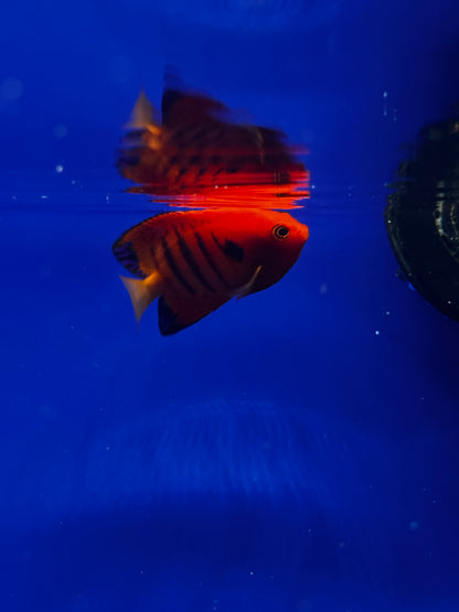 Centropyge loriculus (Pez ángel enano llama) - CoralMastery | PECES