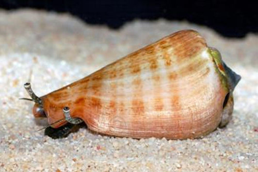 Caracol Arenero - Strombus luhanus