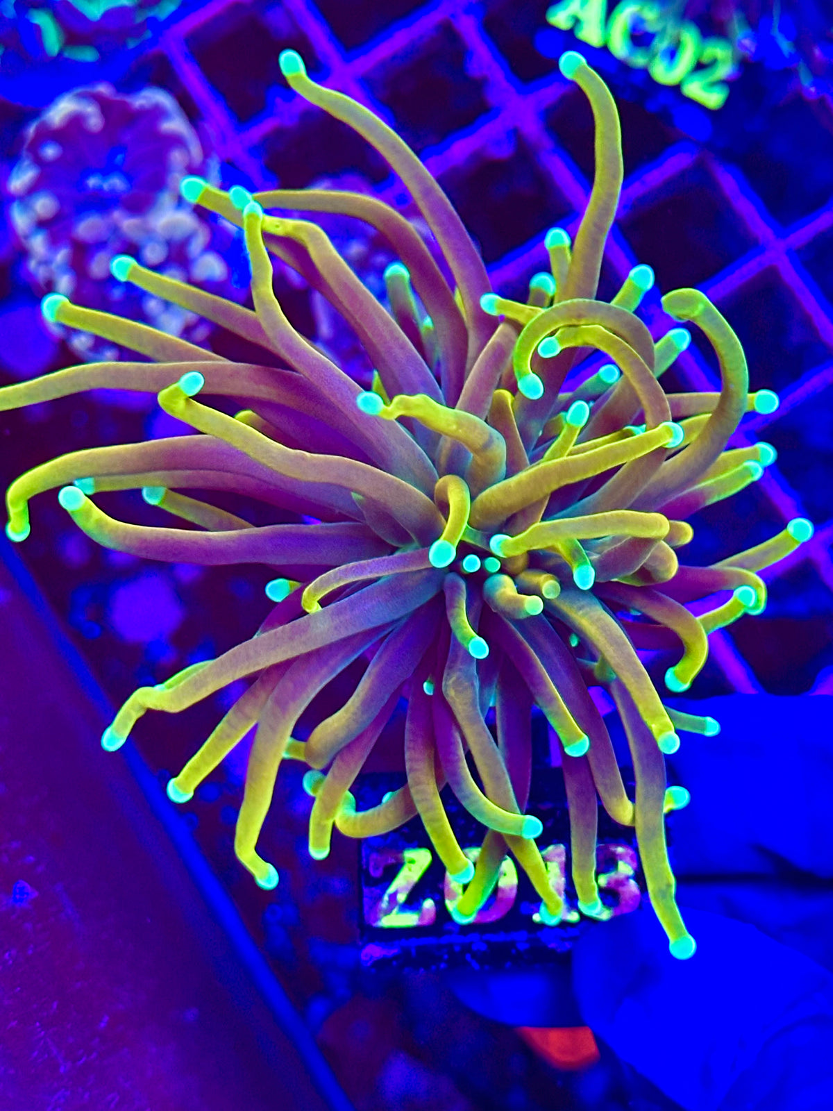 Euphyllia Torch SUN OF GOD