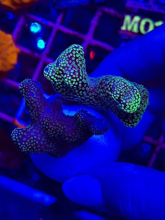Stylophora sp. – Coral SPS Stylophora
