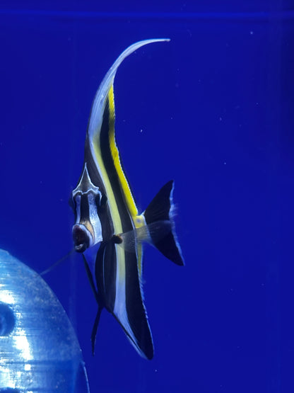 Zanclus cornutus (Ídolo moro)