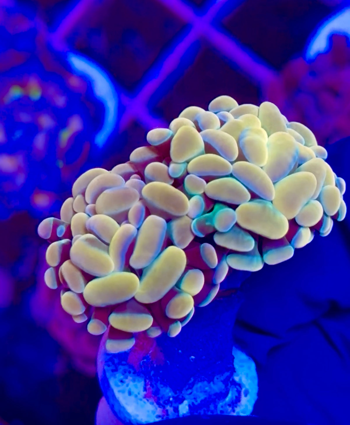 EUPHYLLIA paraancora IRIDIS GOLD ULTRA