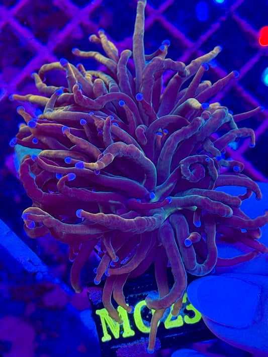 Euphyllia TORCH NY KNICKS