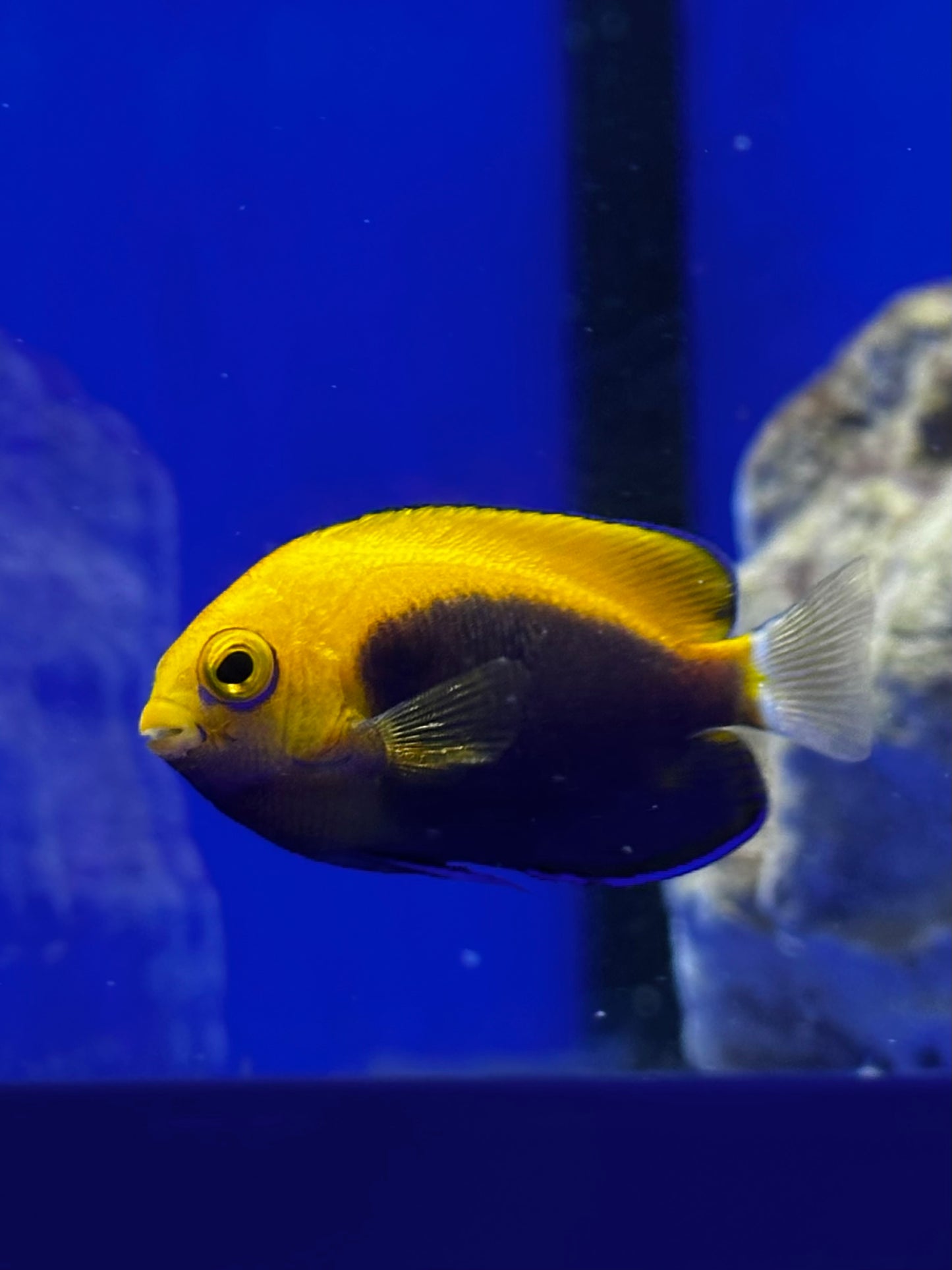 Ángel bola de fuego - Centropyge acanthops