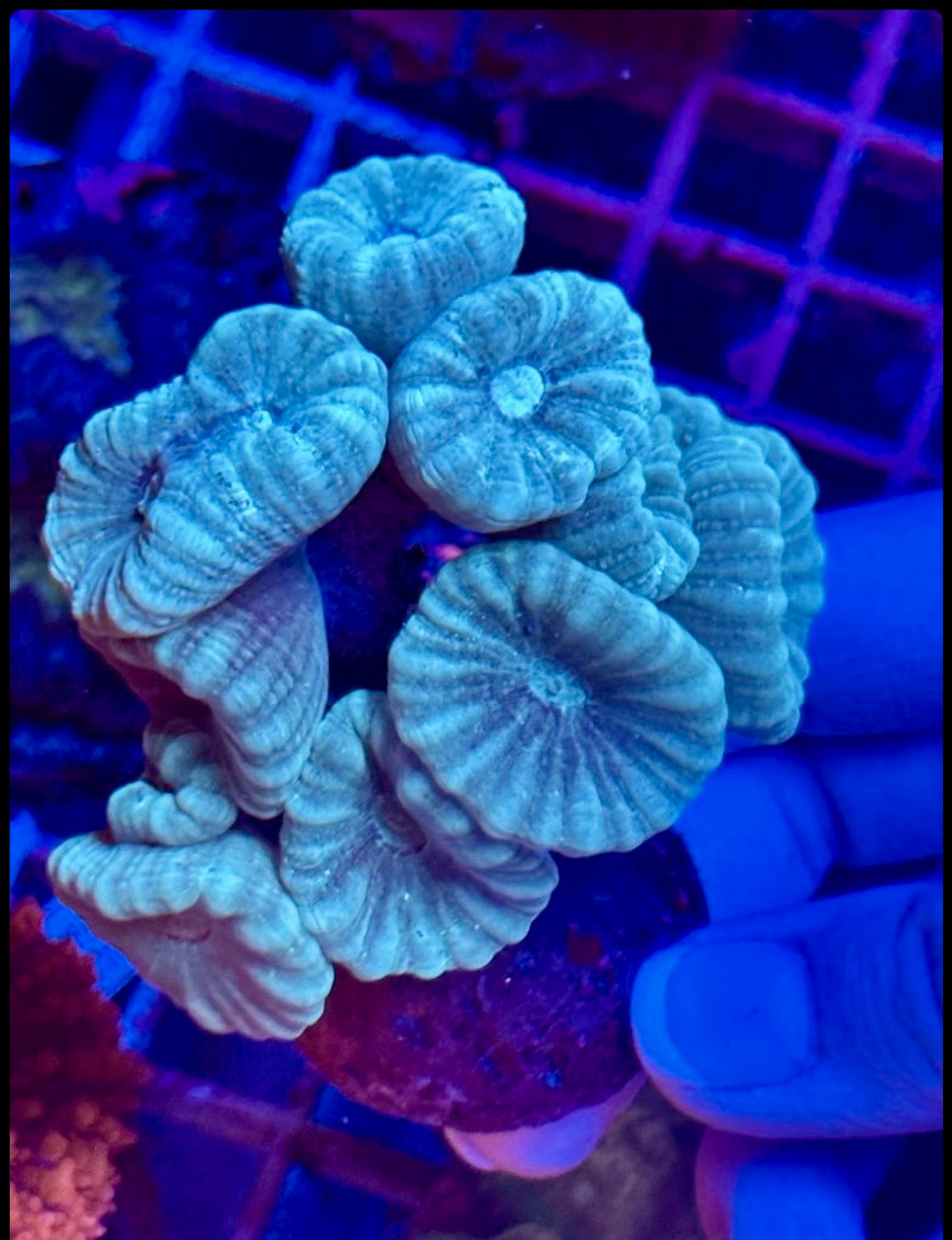 Caulastrea BLUE
