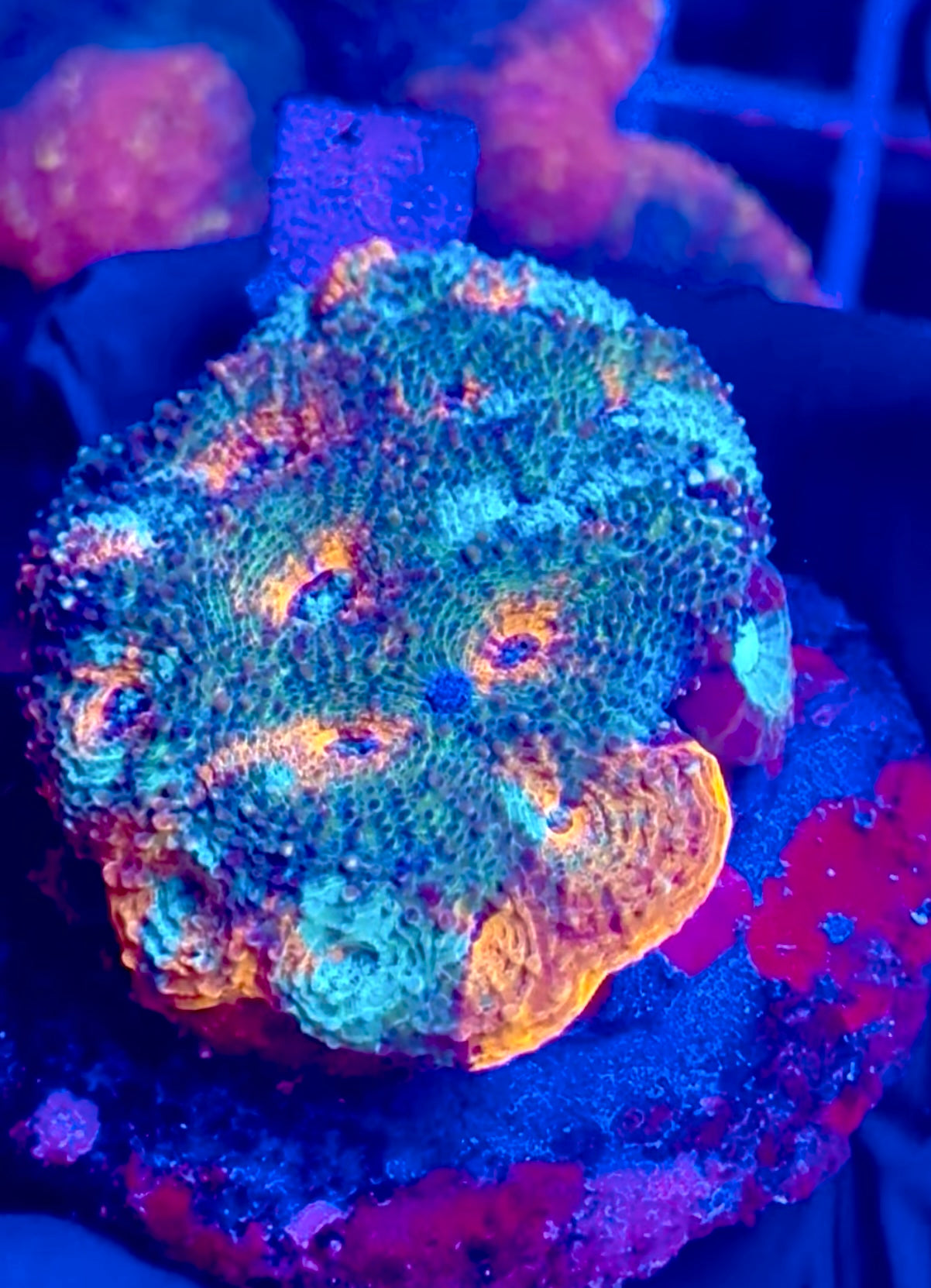 Favia ULTRA NAVY
