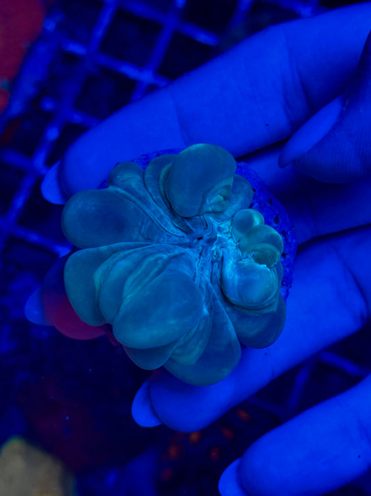 Nemenzophyllia turbida (Plerogyra turbida / Coral Burbuja Flor)