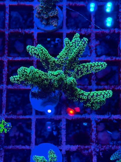 Seriatopora caliendrum Verde Flúor