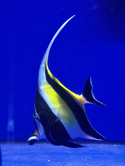 Zanclus cornutus (Ídolo moro)