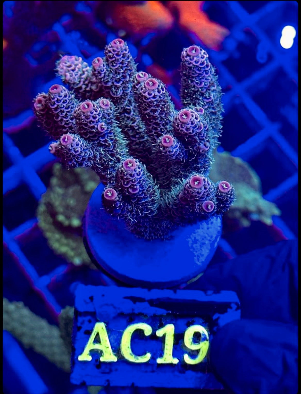 ACROPORA MILLEPORA BLUE STRAWBERRY