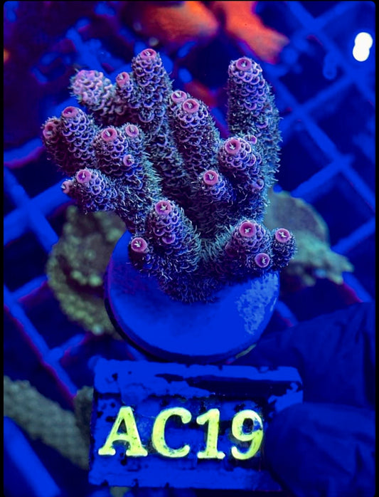 ACROPORA MILLEPORA BLUE STRAWBERRY