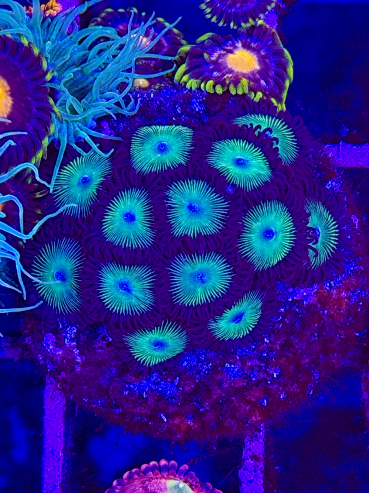 Zoanthus Rasta Cousin