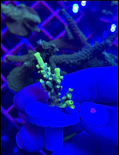 Acropora aculeus "Verde Fluor"