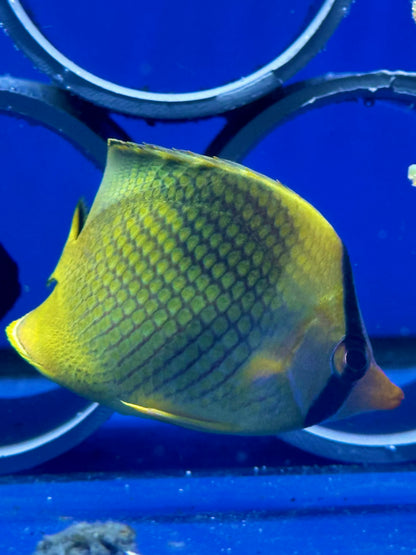 Chaetodon rafflesii (Pez mariposa de Raffles / Lattice Butterflyfish)
