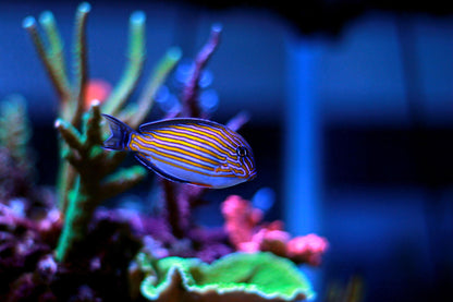 Acanthurus lineatus (Pez cirujano rayado / Clown Tang)