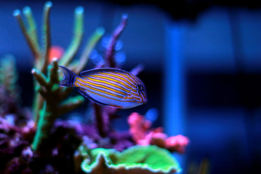Acanthurus lineatus (Pez cirujano rayado / Clown Tang)