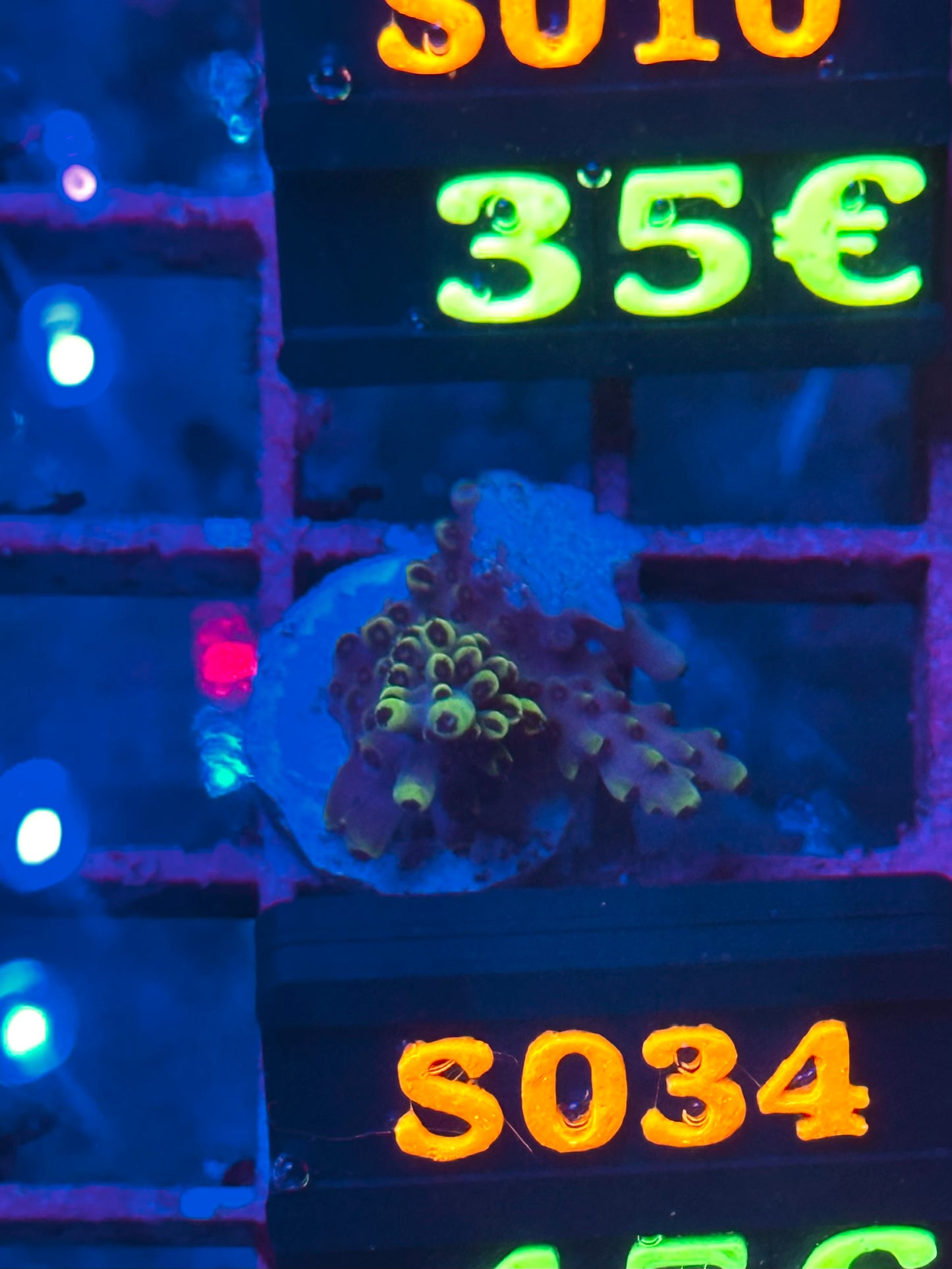 Acropora sp. "Pikachu" (Acropora Pikachu / Coral eléctrico amarillo) - vista 2