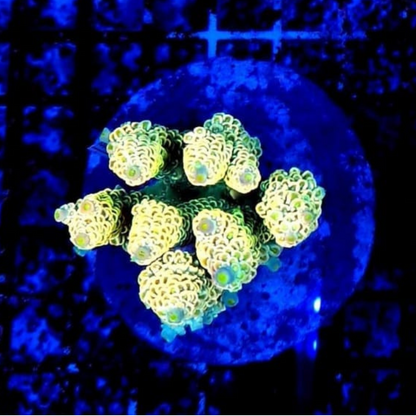 Acropora abrotanoides yellow AC09