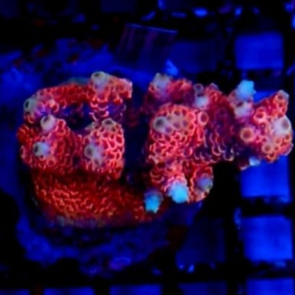 Acropora Millepora pink
