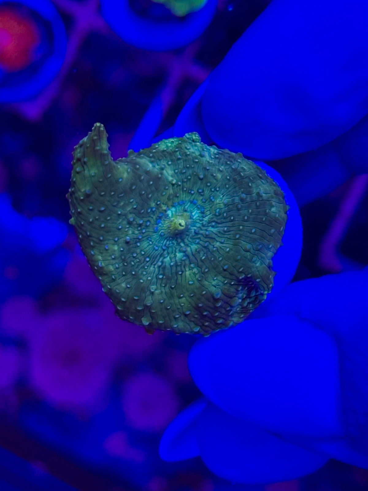 Discosoma WYSIWYG 006