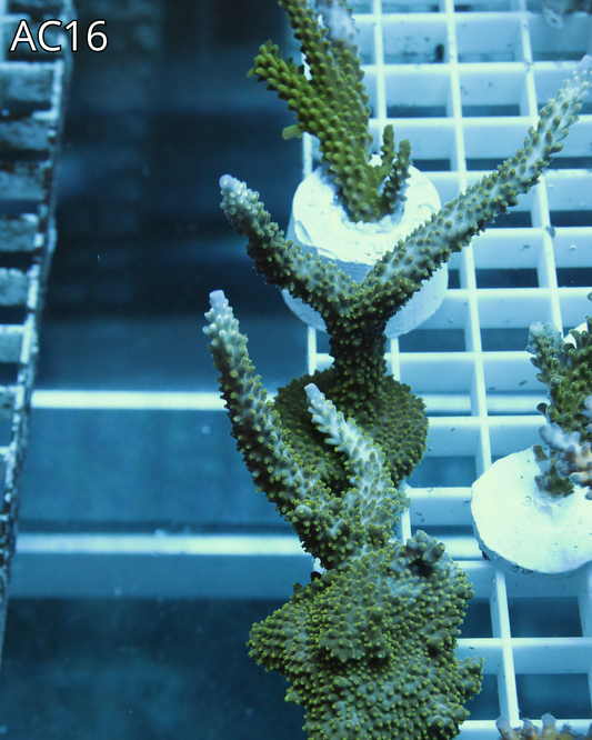 Acropora Formosa AC16