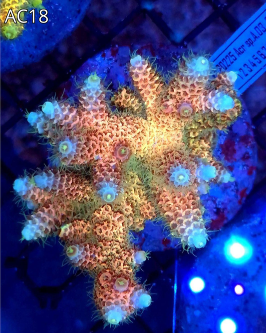 Acropora Millepora PINK MAGMA AC18