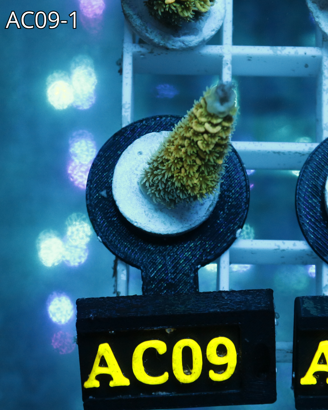 Acropora abrotanoides yellow AC09