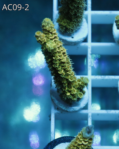 Acropora abrotanoides yellow AC09