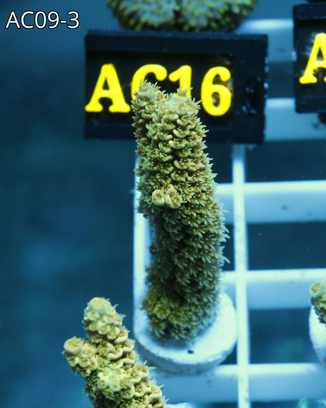 Acropora abrotanoides yellow AC09