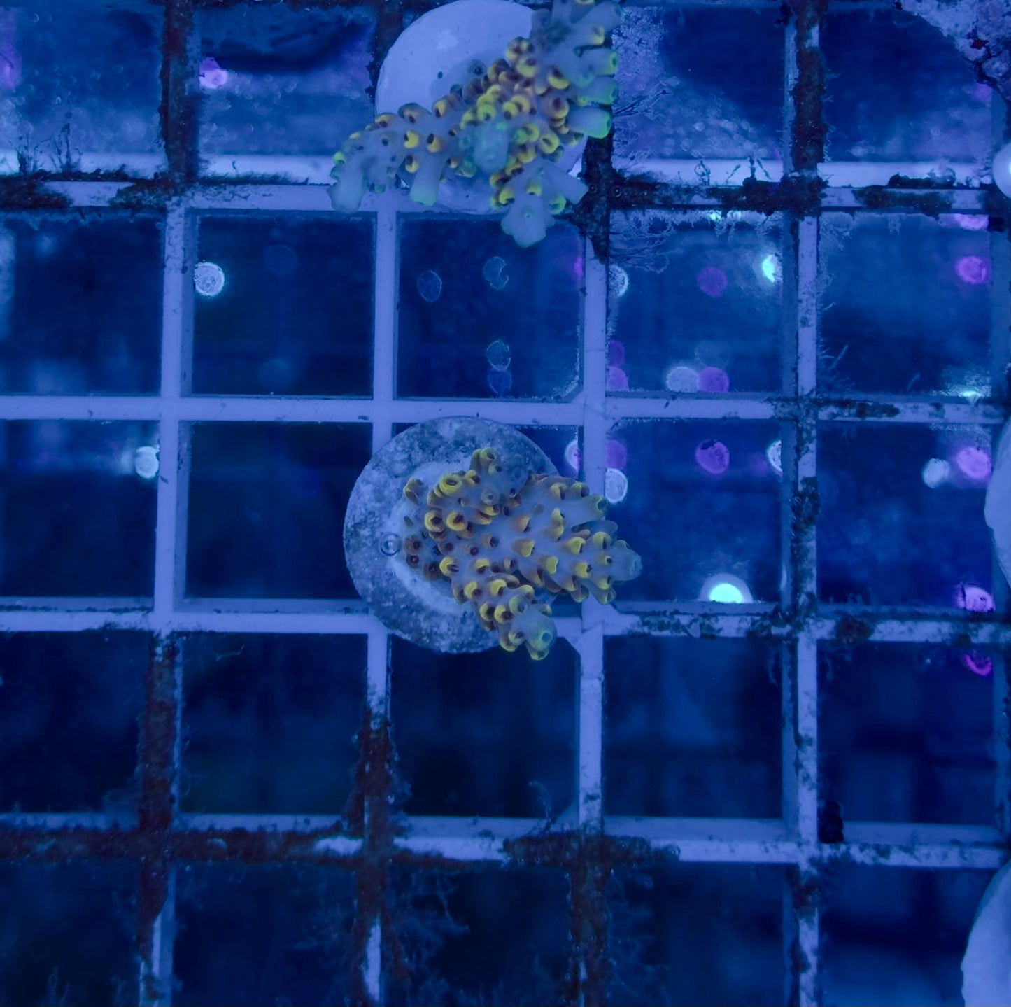 Acropora Microlados Bubble Jam