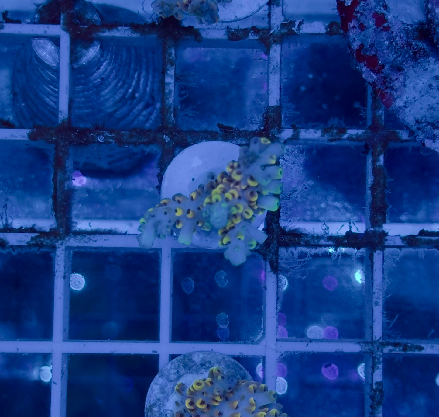 Acropora Microlados Bubble Jam
