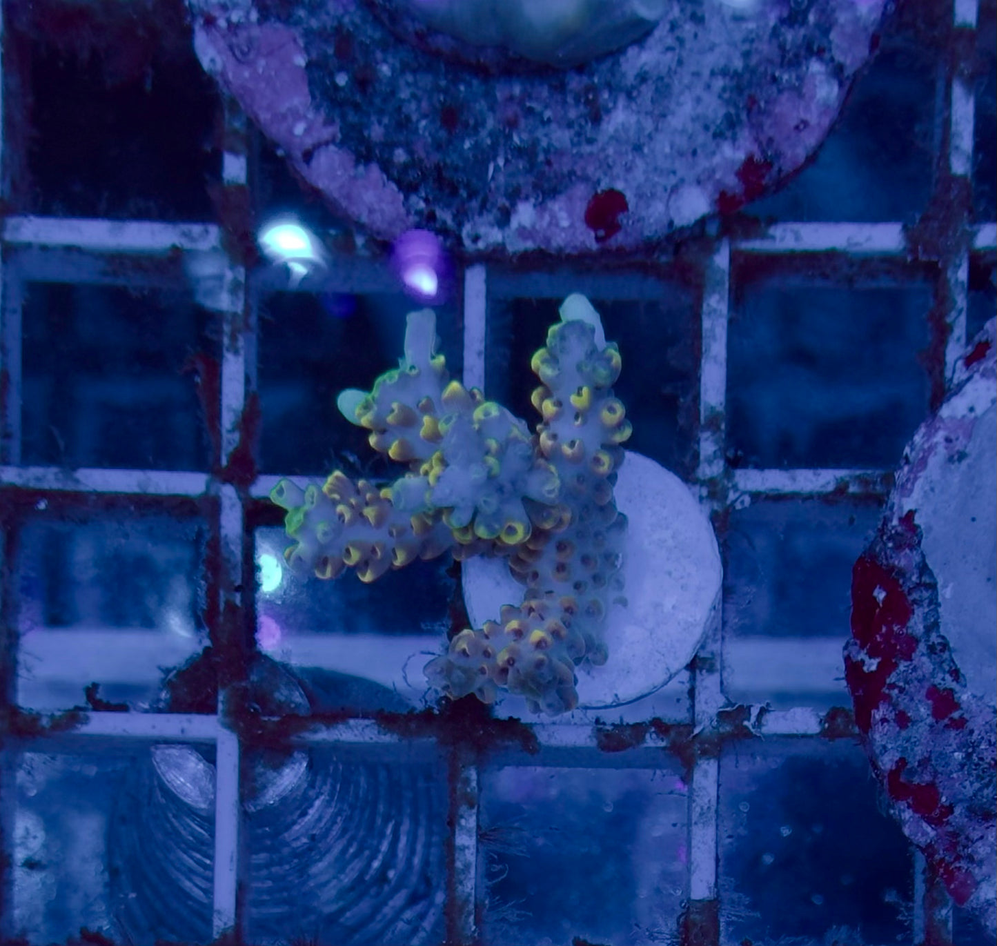 Acropora Microlados Bubble Jam