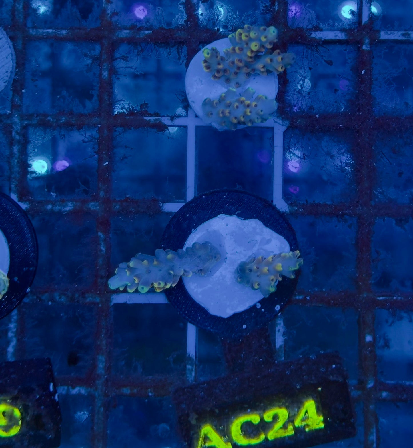 Acropora Microlados Bubble Jam
