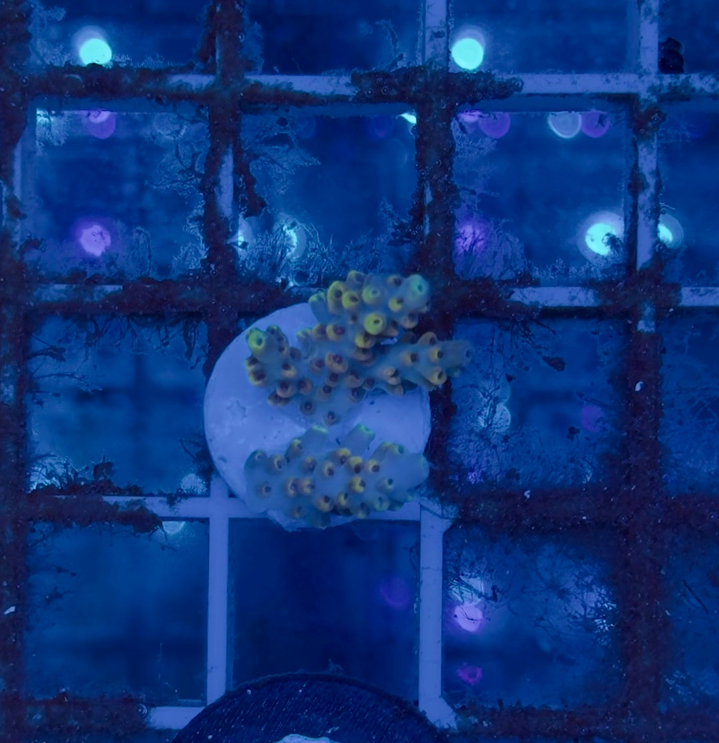 Acropora Microlados Bubble Jam